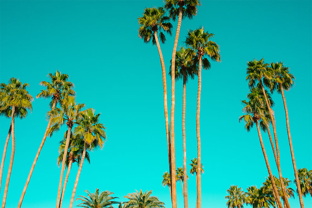 Top Summer 2020 Playlists